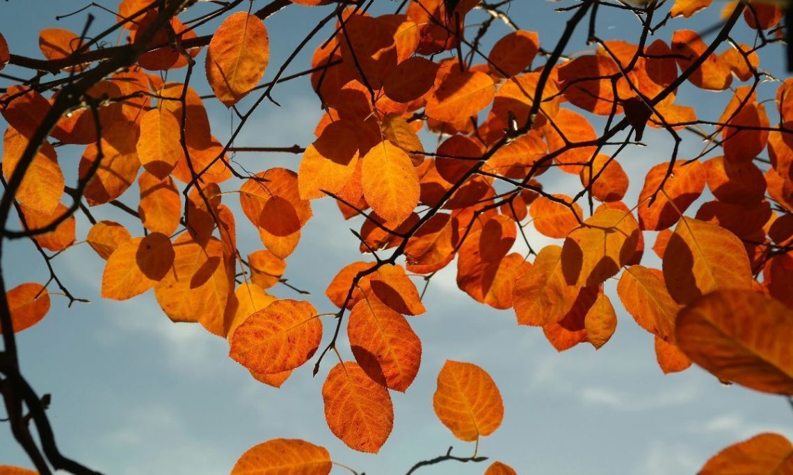 procesos transicion emocional